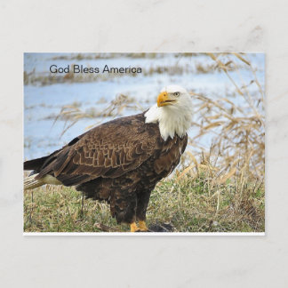 Cartão Postal American Bald Eagle em um Cartão-postal