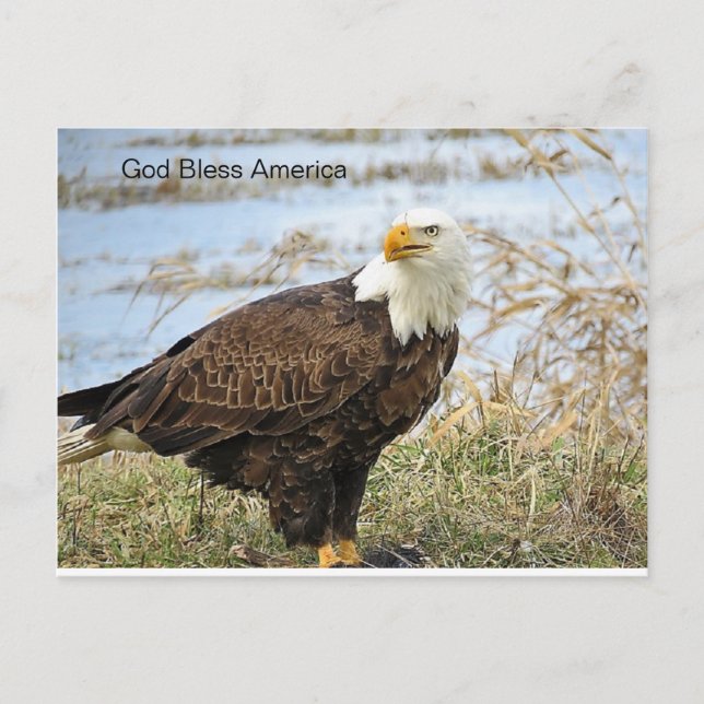 Cartão Postal American Bald Eagle em um Cartão-postal (Frente)