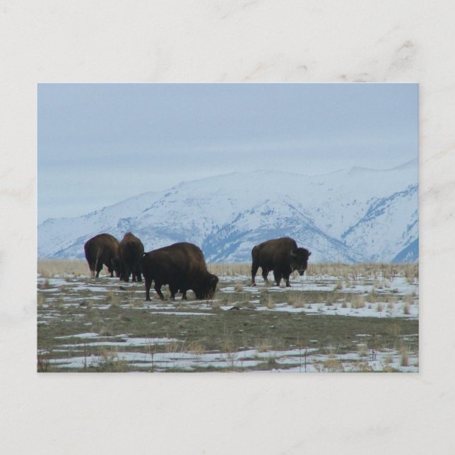 Cartão Postal American Bison (Frente)