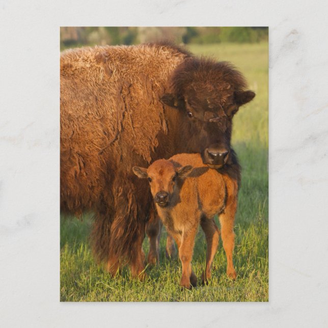 Cartão Postal American Bison cow and calf, North Dakota (Frente)