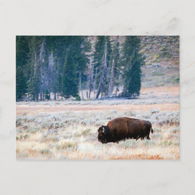 Cartão Postal American Bison no Parque Nacional Yellowstone (Frente)