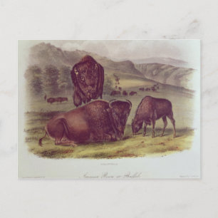Cartão Postal American Bison ou Buffalo