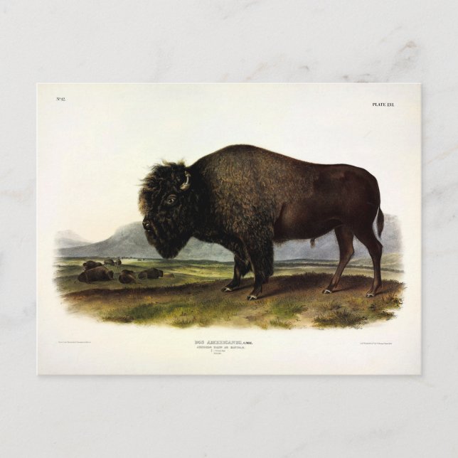 Cartão Postal American Bison, ou Buffalo (Bison bison) - Audubon (Frente)