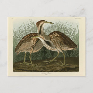 Cartão Postal American Bittern - das Aves da América de Audubon