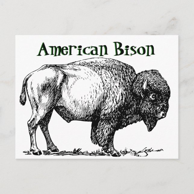 Cartão Postal American Buffalo Bison (Frente)