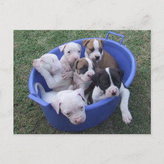 Cartão Postal American Bulldog Puppies Postcard