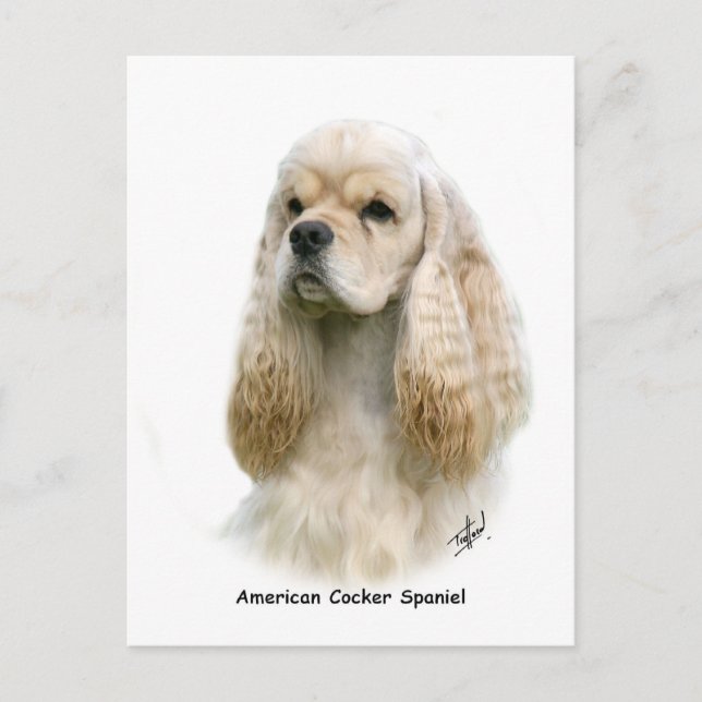 Cartão Postal American Cocker Spaniel 9Y244D-035 (Frente)
