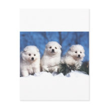 American Eskimo puppy card