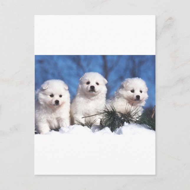 Cartão Postal American Eskimo puppy card (Frente)