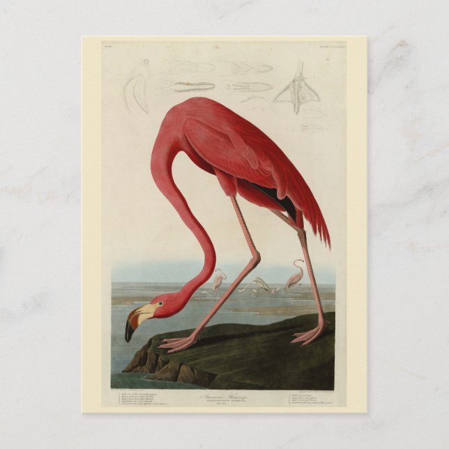 Cartão Postal American Flamingo, das Aves da América de Audubon (Frente)