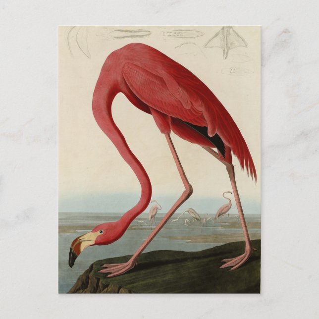 Cartão Postal American Flamingo, das Aves da América de Audubon (Frente)