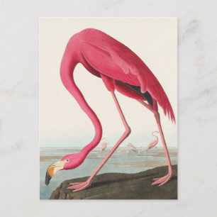 Cartão Postal American Flamingo John Audubon