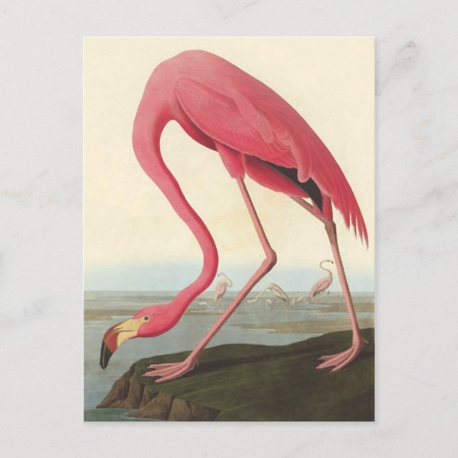 Cartão Postal American Flamingo | John James Audubon (Frente)