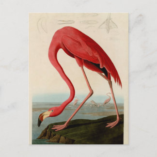Cartão Postal American Flamingo por Audubon