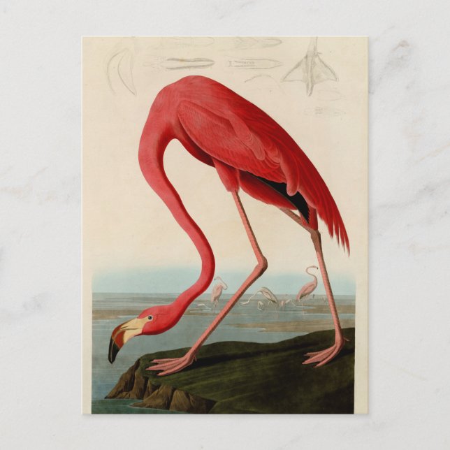 Cartão Postal American Flamingo por Audubon (Frente)