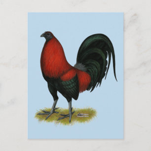 Cartão Postal American Game BB Black Red Rooster