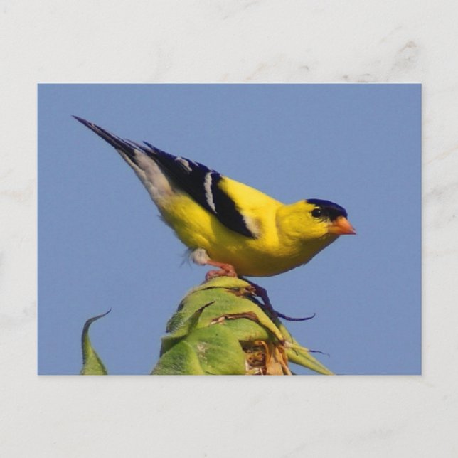 Cartão Postal American Goldfinch (Frente)