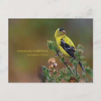 Cartão Postal American Goldfinch