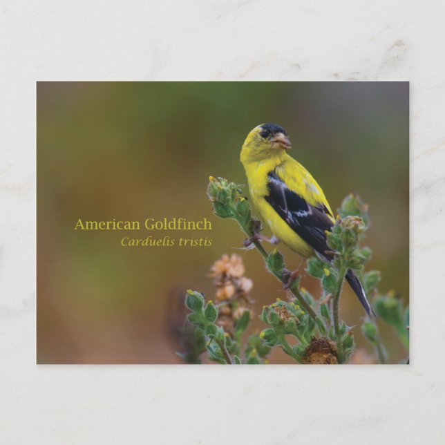 Cartão Postal American Goldfinch (Frente)