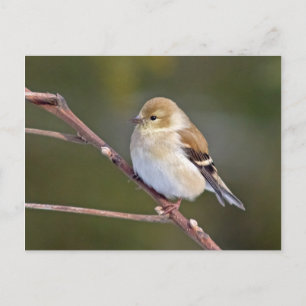 Cartão Postal American Goldfinch