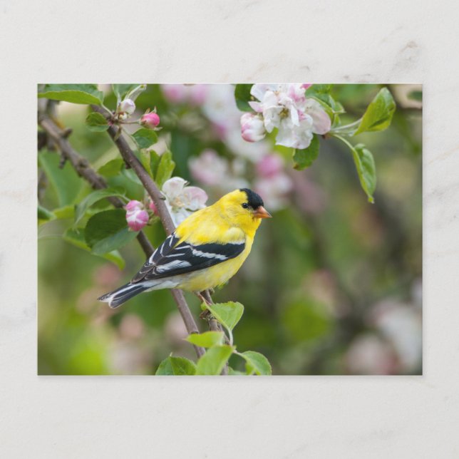 Cartão Postal American Goldfinch com flores de maçã primavera (Frente)