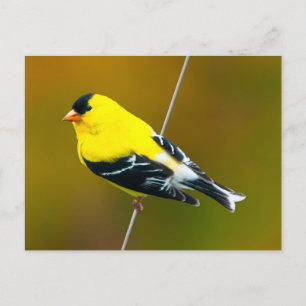 Cartão Postal American Goldfinch - Fotografia original