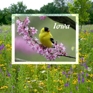 Cartão Postal American Goldfinch sobre a Árvore Redbud, Pássaro