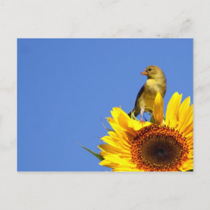 Cartão Postal American Goldfinch sobre Sunflower