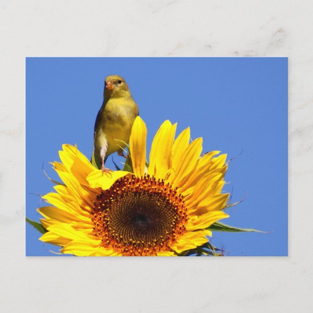 Cartão Postal American Goldfinch sobre Sunflower (Frente)