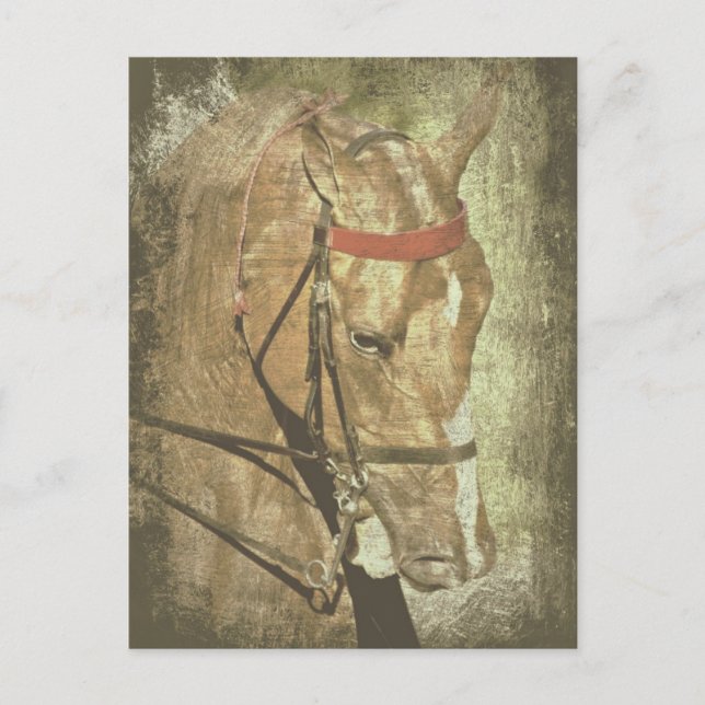 Cartão Postal American Saddlebred (Frente)