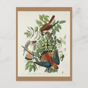 Cartão Postal American Sparrow Hawk, Birds da América