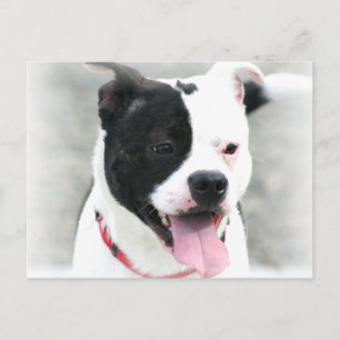 Cartão Postal American Staffordshire Terrier
