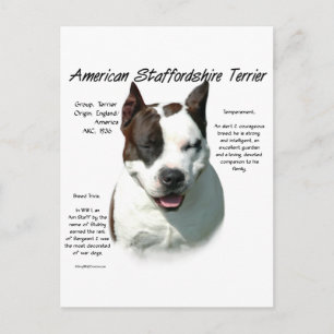 Cartão Postal American Staffordshire Terrier History,