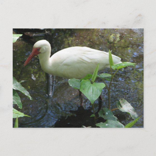 Cartão Postal American White Ibis (Frente)