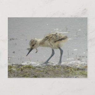 Cartão postal americano Avocet