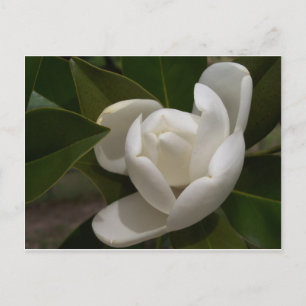 Cartão Postal Amido de flor branco cremoso de magnólia