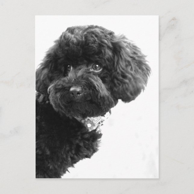 Cartão Postal Amigo Adorável (Frente)