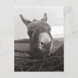 Cartão Postal Amigo Donkey - Foto Vintage