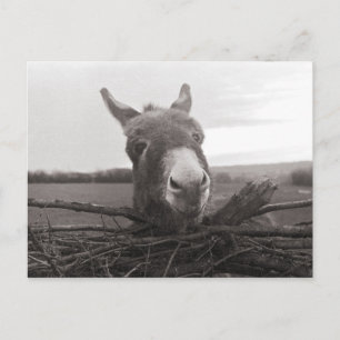 Cartão Postal Amigo Donkey - Foto Vintage