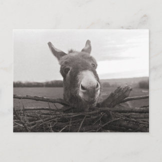 Cartão Postal Amigo Donkey - Foto Vintage