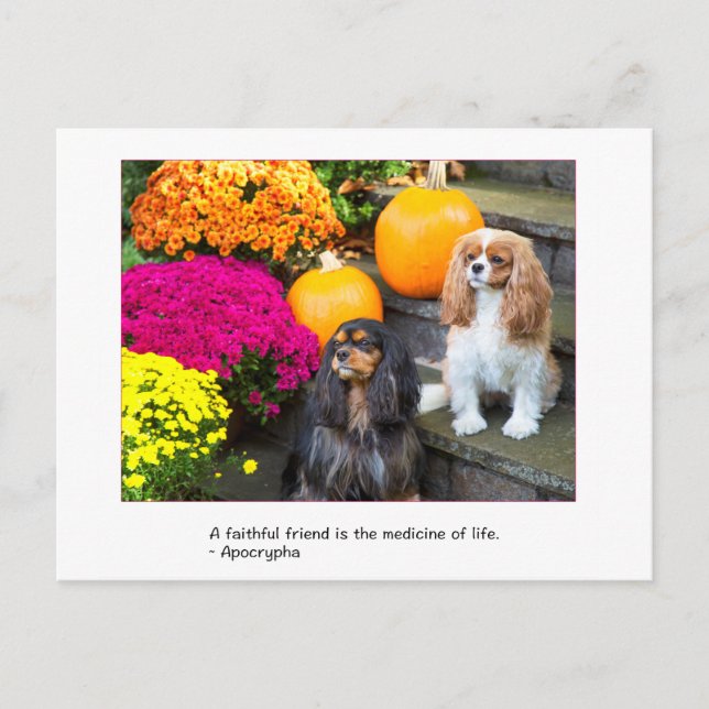 Cartão Postal Amigo Fiel Cavalier King Charles Postcard (Frente)