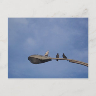 Cartão Postal amigos