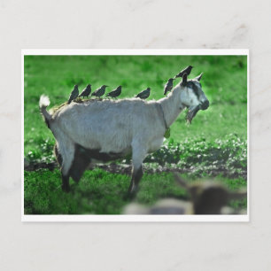 Cartão Postal Amigos