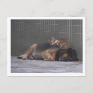 Cartão Postal Amigos animais Gato e cachorro dormindo juntos