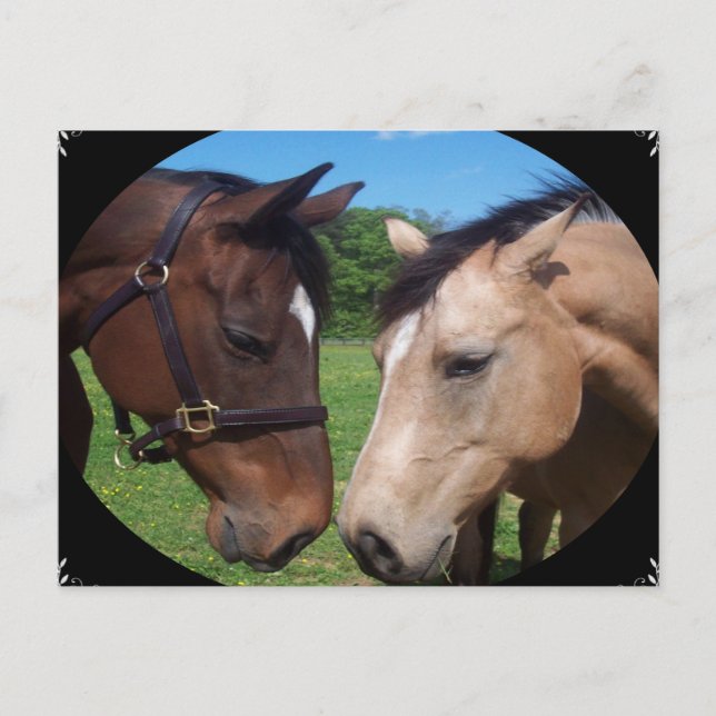 Cartão Postal Amigos de cavalos (Frente)