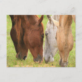 Cartão Postal Amigos de cavalos