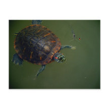 Amigos do Almoço de Tartaruga e Camarão