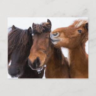Cartão Postal Amigos do cavalo islandês, Islândia