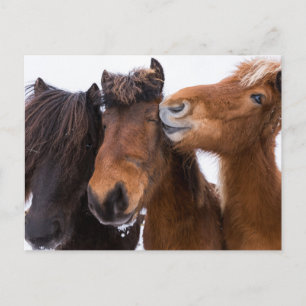 Cartão Postal Amigos do Cavalo Islandês, Islândia