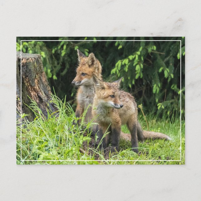 Cartão Postal Amigos do dia chuvoso (Frente)